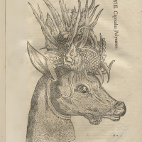 Bestiario sentimentale. Anima-libri nella storia