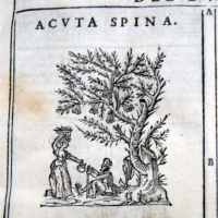 Castore Durante, Herbario Nuovo, 1667