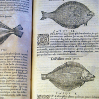 Guillaume Rondelet, Libri de piscibus marinis